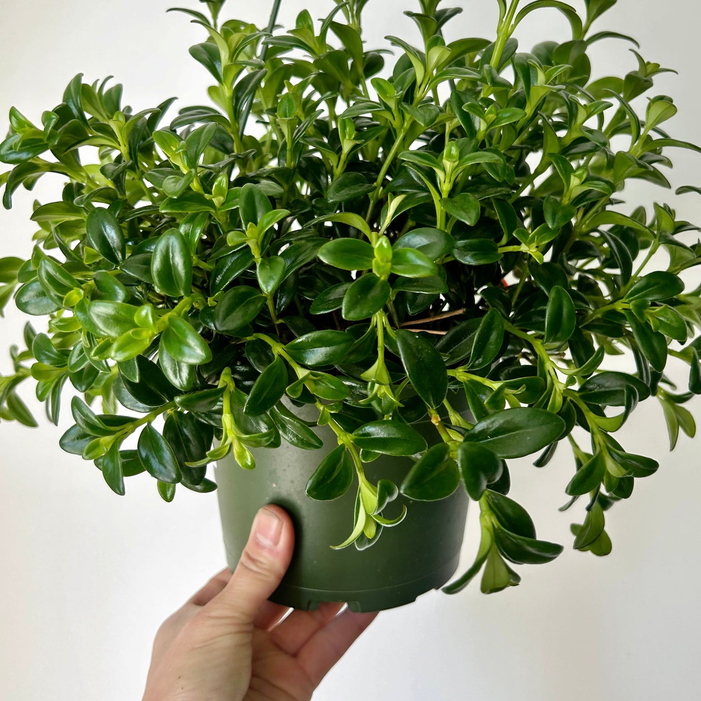 Goldfish Plant (Nematanthus) 6” Hanging Basket
