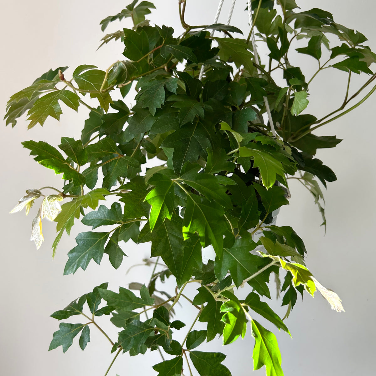 Grape Ivy (Cissus rhombifolia) 6” hanging basket