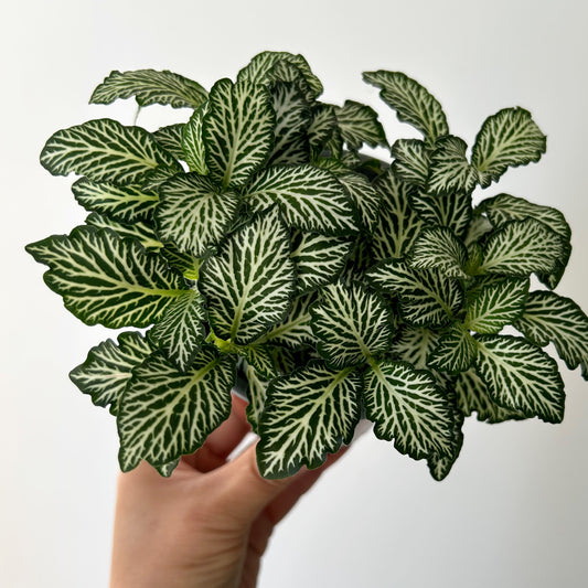 Nerve Plant “White Tiger”  (Fittonia) 4”pot