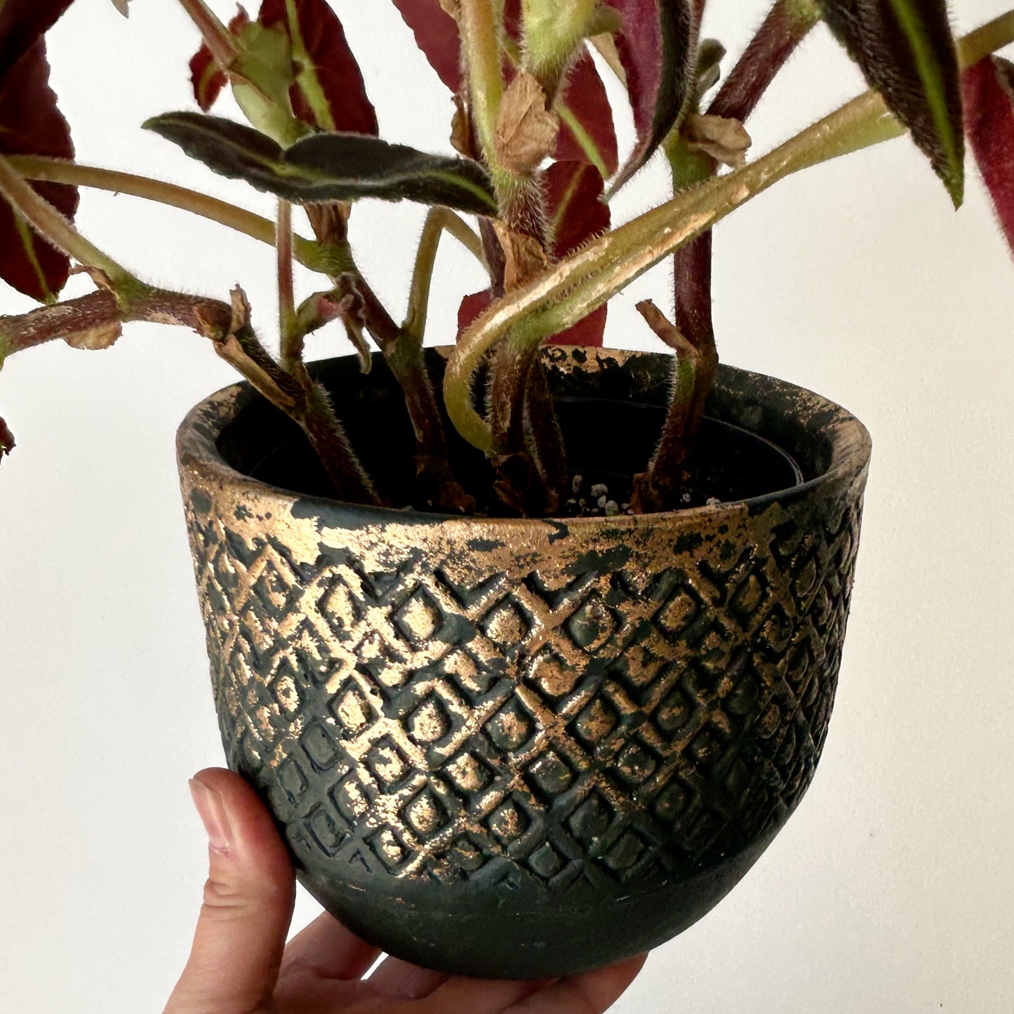 CALEB Decorative Pot FOREST GREEN (5.25”X5”)