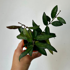 Hoya Rosita 3”pot