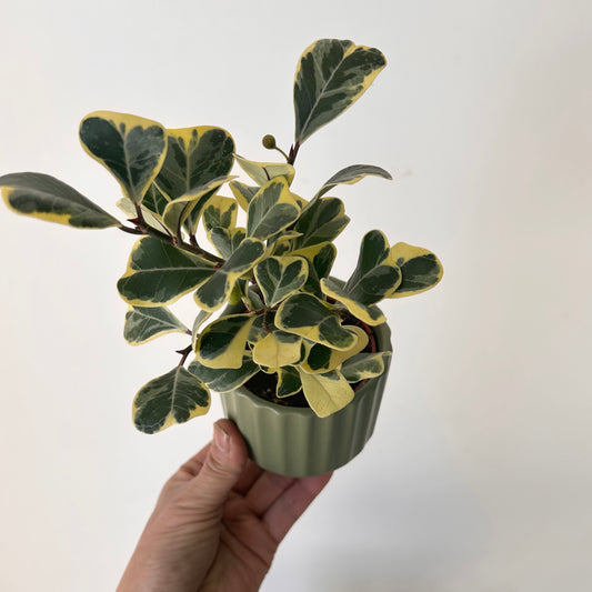 Variegated Ficus triangularis 3”pot