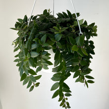 Load image into Gallery viewer, Lipstick Plant &quot;Myra&quot; 8&quot; hanging basket
