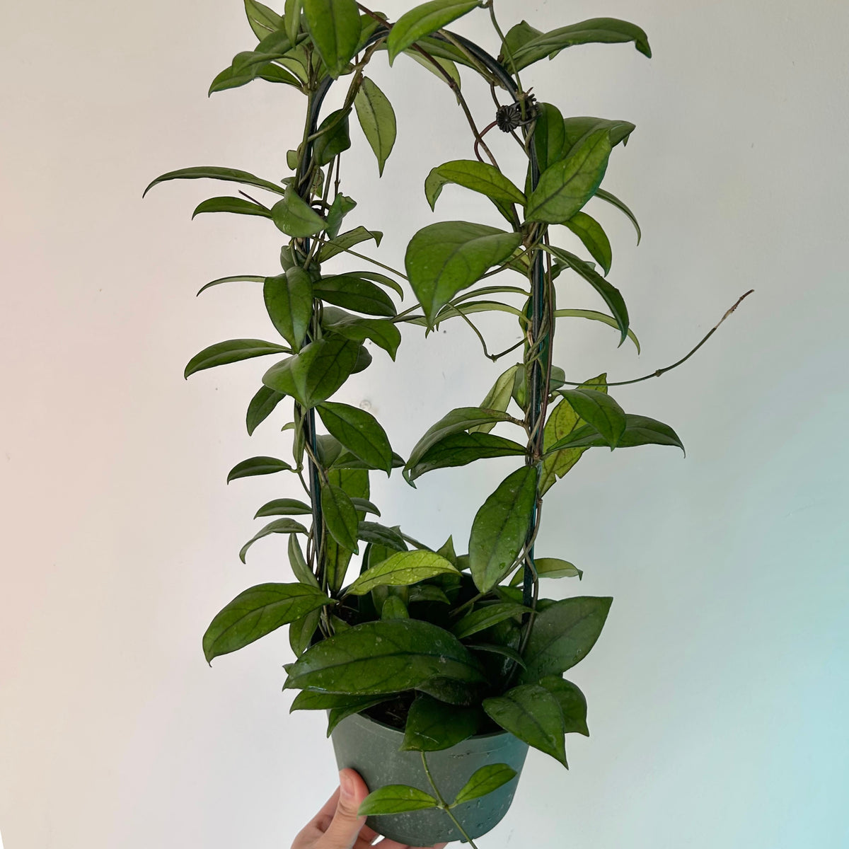 Hoya Crassipetiolata on trellis 6”pot