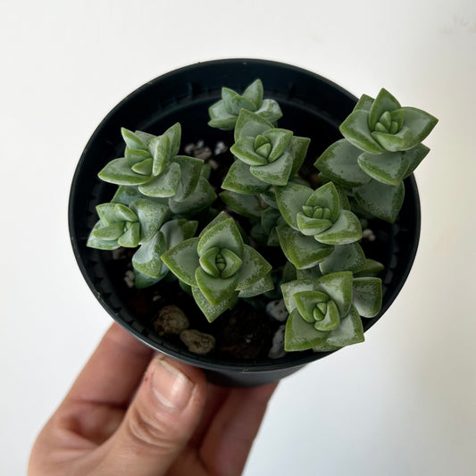 Crassula Rupestris 3.5” pot
