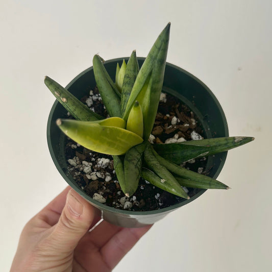 Sansevieria dwarf boncel variegata 4”pot
