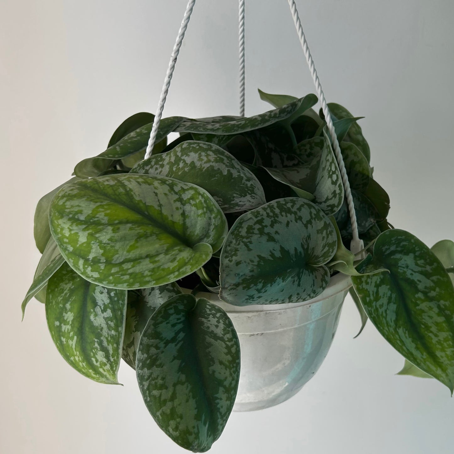 Scindapsus “Exotica” 8” Hanging Basket