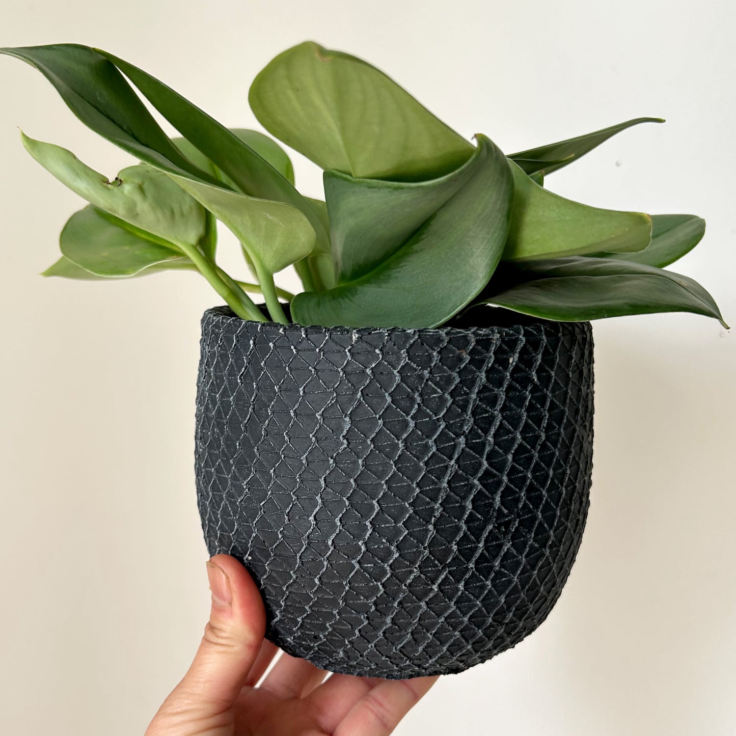 COMET Decorative Cement Pot (available in 3 sizes)