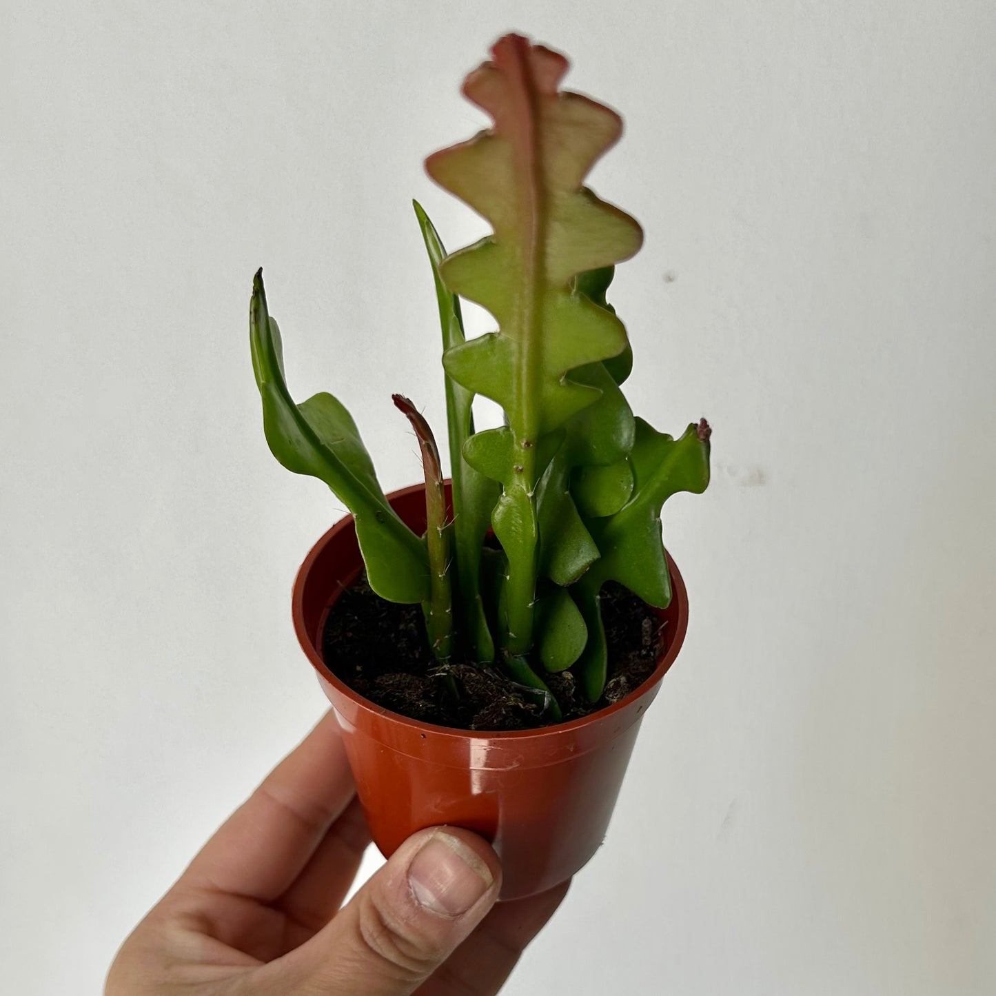 Fishbone Cactus (epiphyllum anguliger) 3” pot