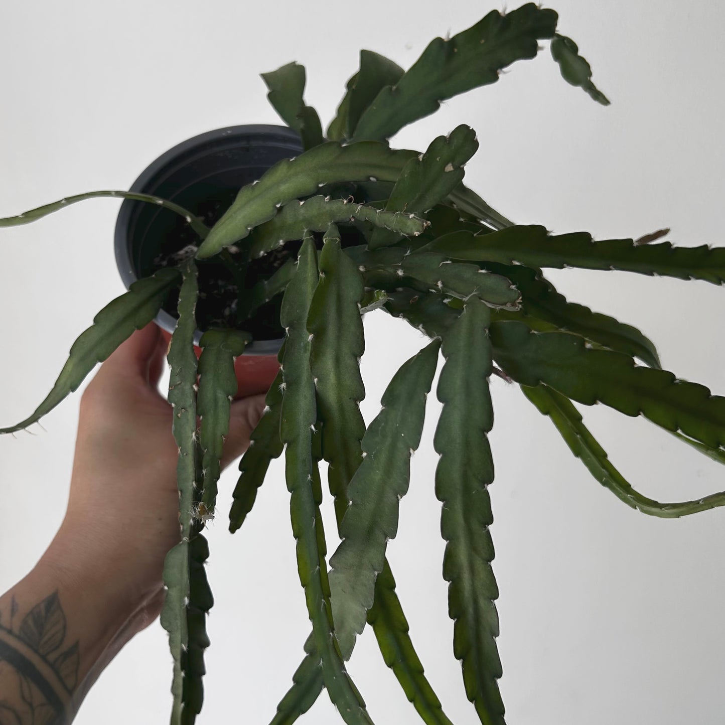 Hurricane Cactus (Lepismium cruciforme) 4” pot