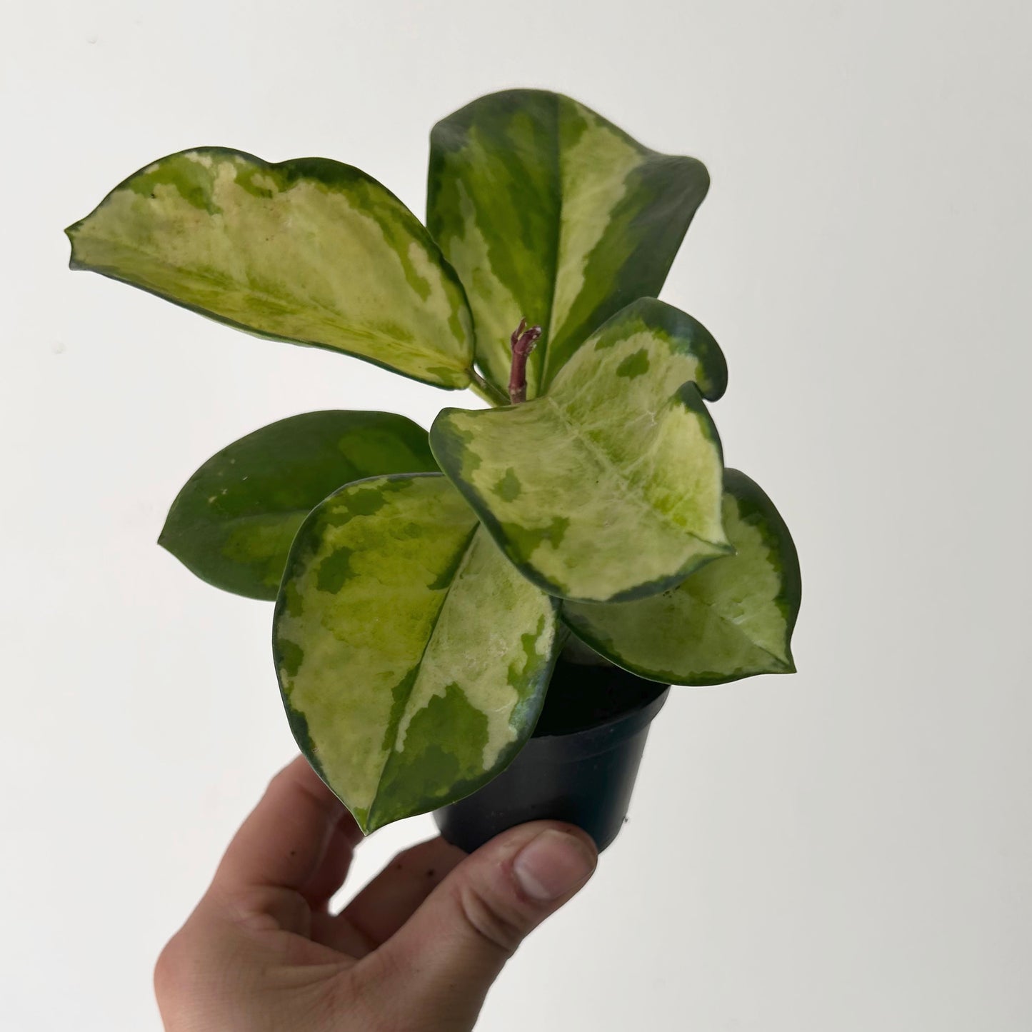 Hoya Australis “Lisa” 2.5”pot