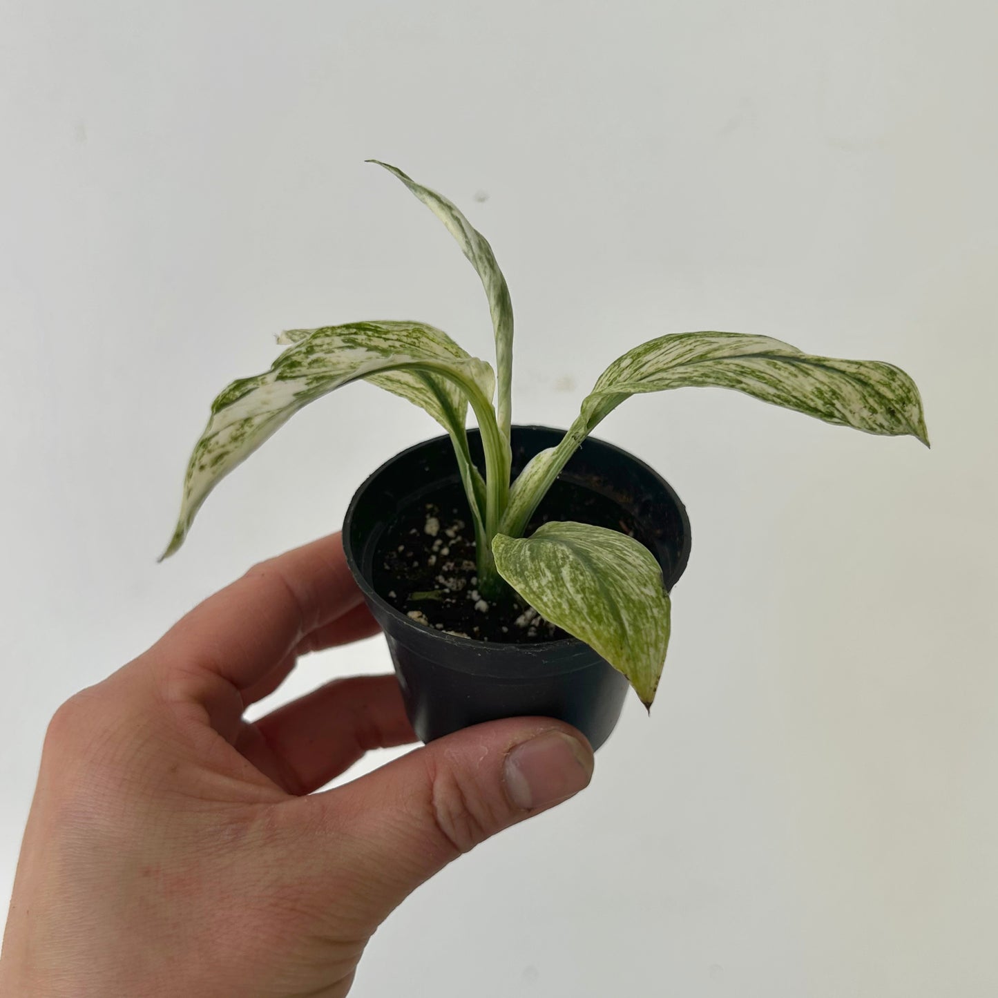 Spathiphyllum Variegated "Jessica" 2.5”pot