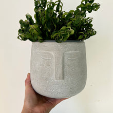Load image into Gallery viewer, LEO Face Planter stone cover pot 6”

