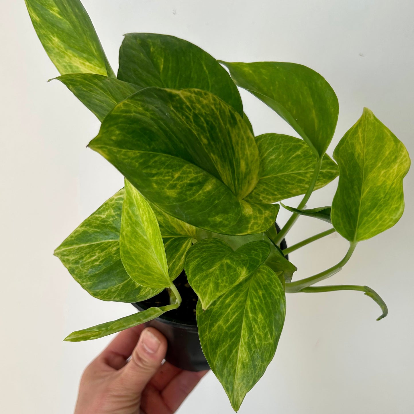 Pothos “Neon Queen” 4”pot