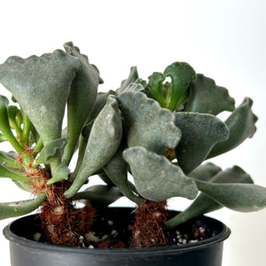 Crinkle-Leaf Adromischus Cristatus 3.5”pot