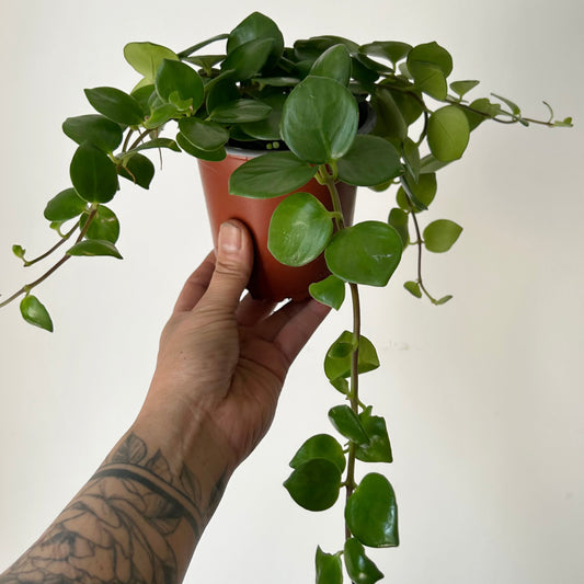 Pink Thai Lipstick vine (Aeschynanthus Radicans) 4” pot