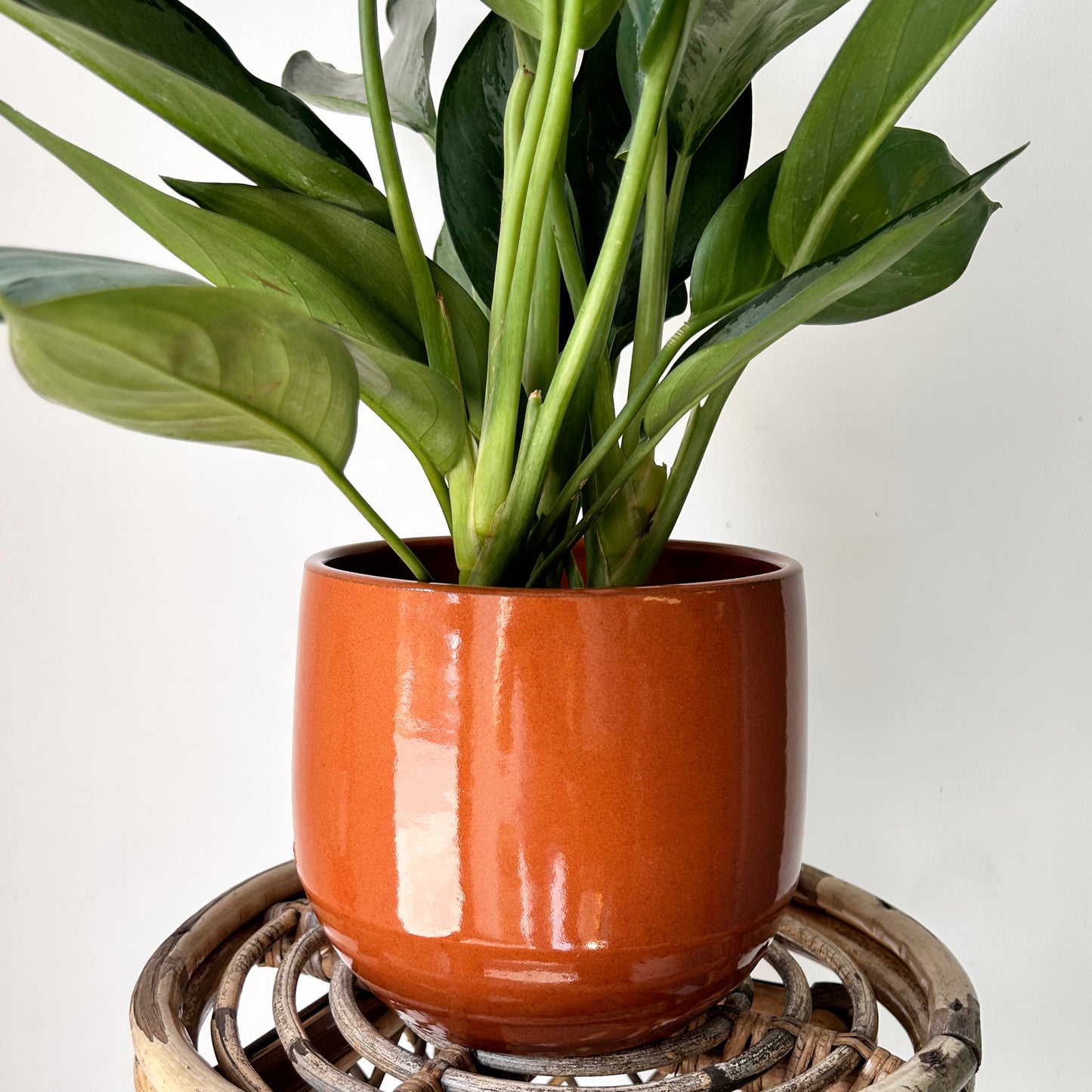 SIENNA decorative glossy ceramic pot (6.5”x6.25”)