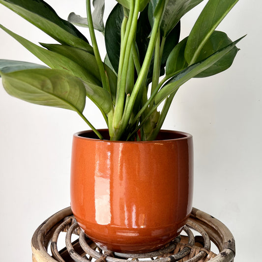 SIENNA decorative glossy ceramic pot (6.5”x6.25”)
