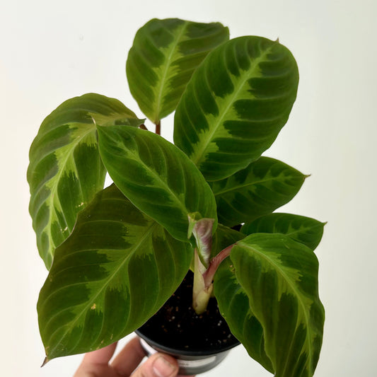 Calathea warscewiczii 4” pots