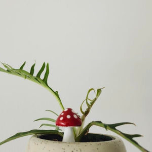 PLANT SHROOMS Mini Mushroom Decorative Accent