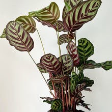 Load image into Gallery viewer, Calathea “Peacock” (Makoyana) approximately 2.5 ft tall in 6.5” pot
