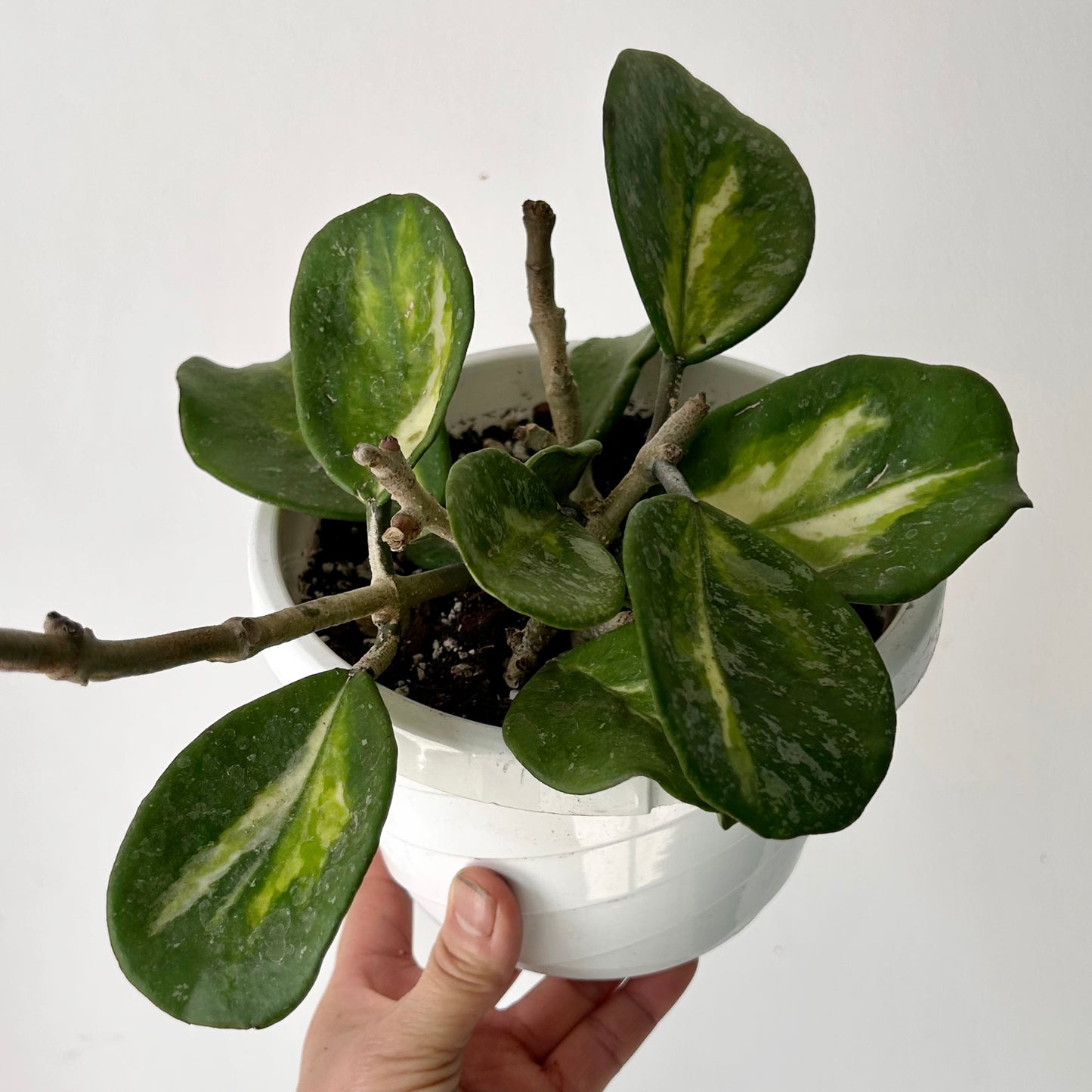 Variegated Hoya obovata “Splash” 6” hanging basket