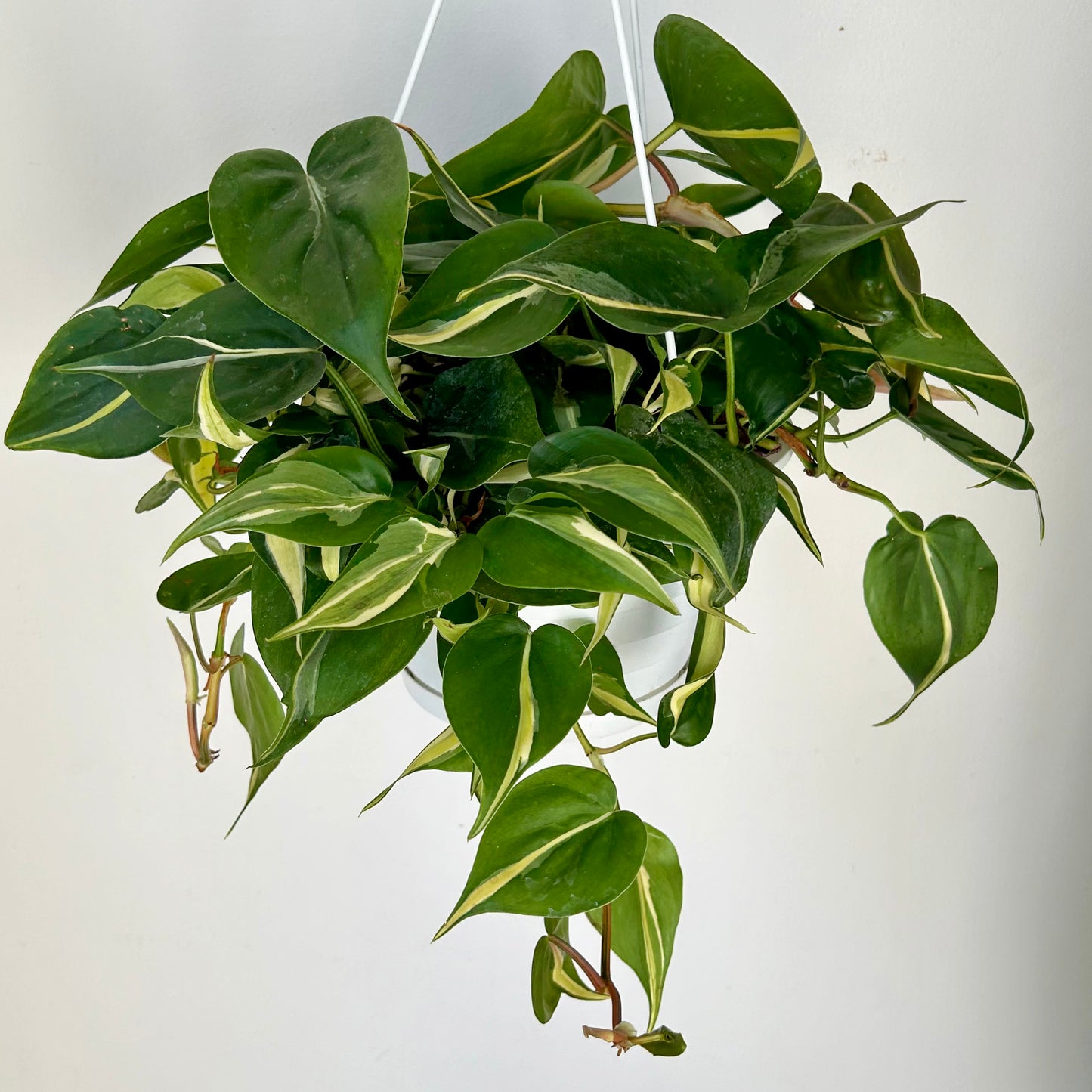 Philodendron "Silver Stripe” 8” hanging basket