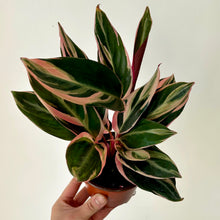 Load image into Gallery viewer, Calathea Stromanthe Triostar 4” pot
