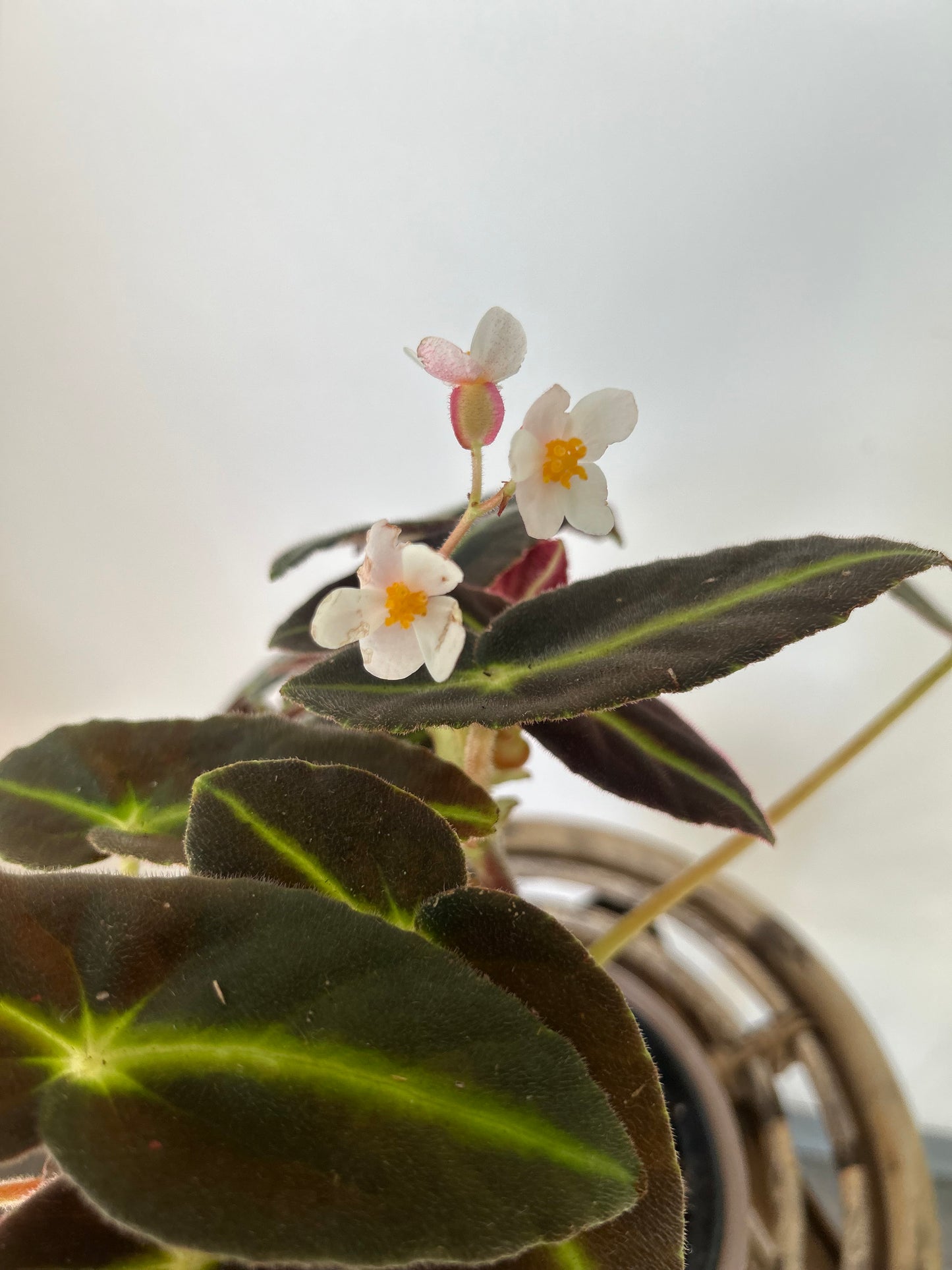 Begonia listada 5”pot