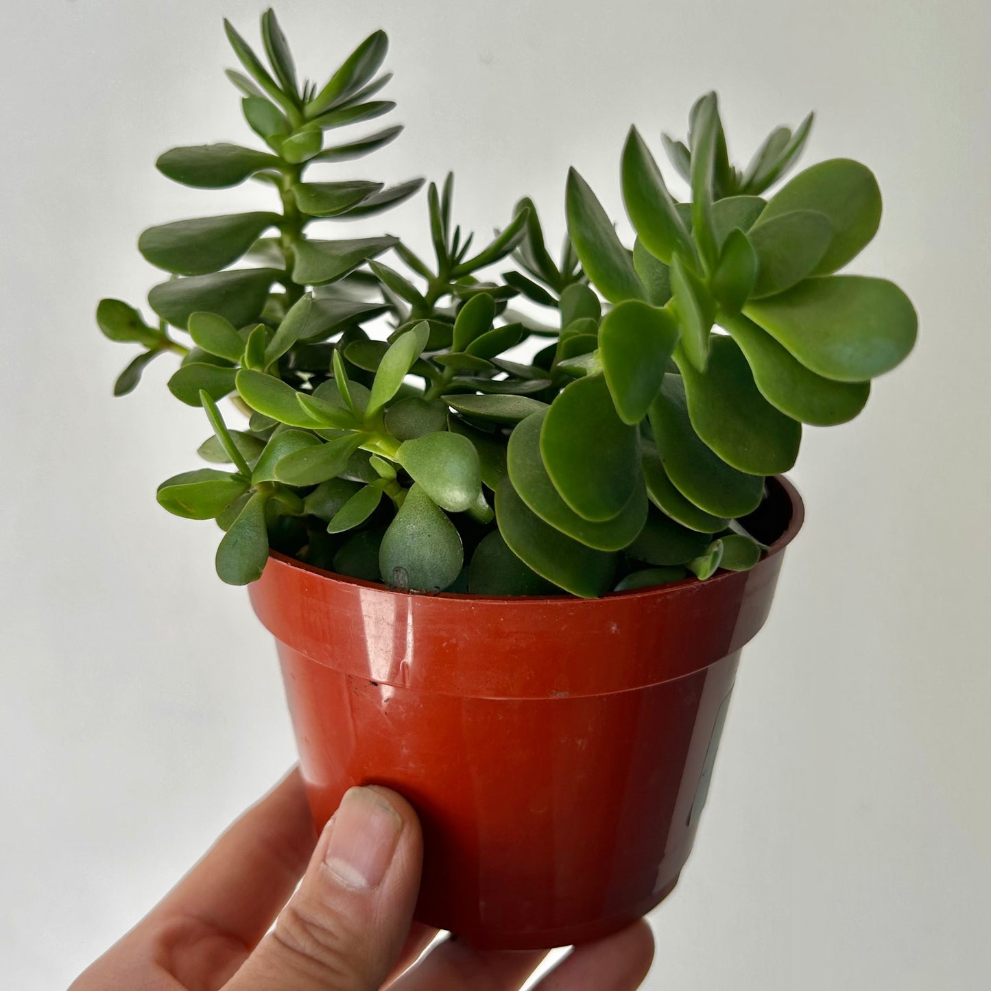Portulaca molokiniensis 4”pot