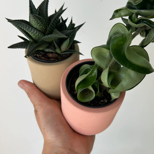 FAYE Cylindrical Clay decorative pot (2.5”x2.5”) available in two colours