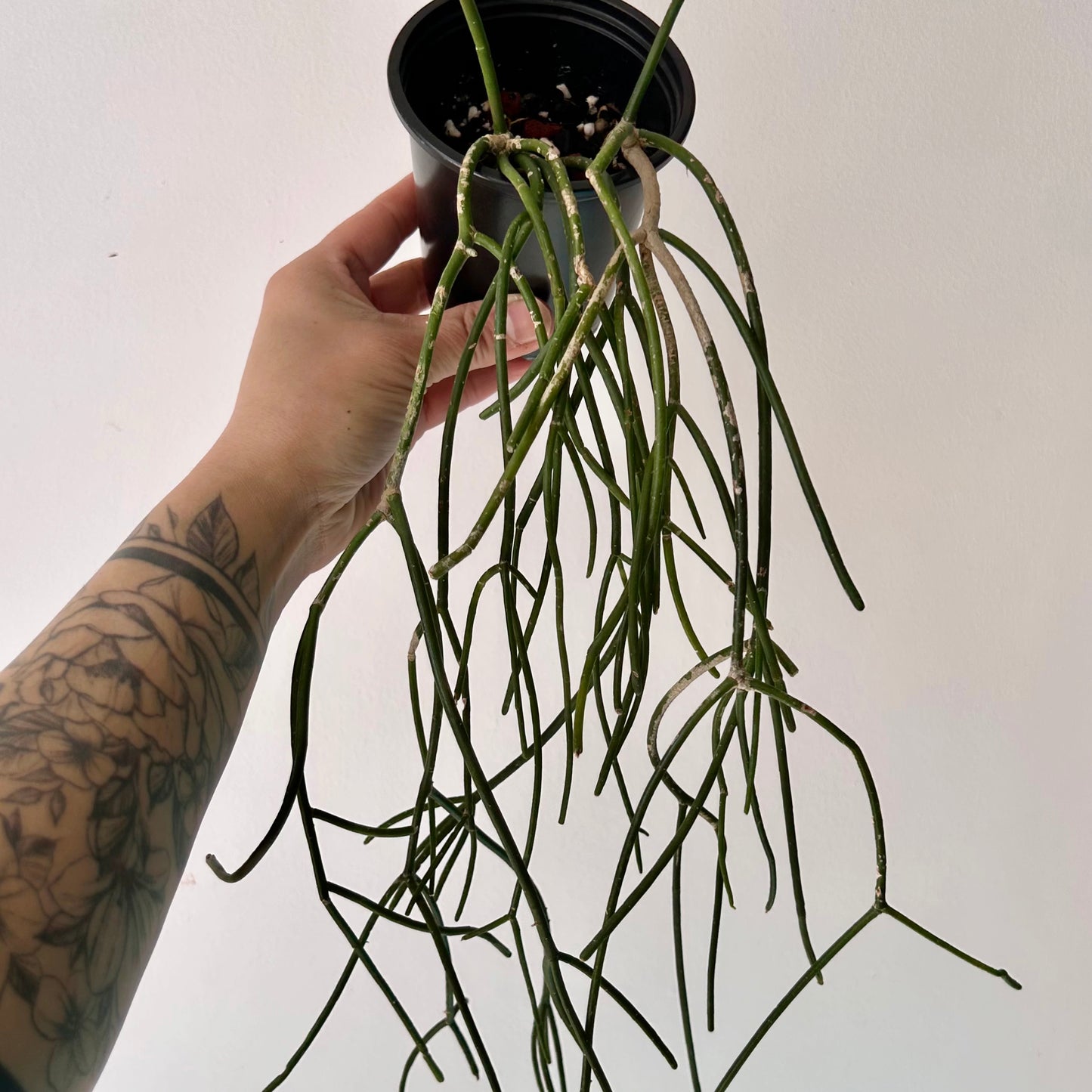 Rhipsalis floccosa 3.5”pot