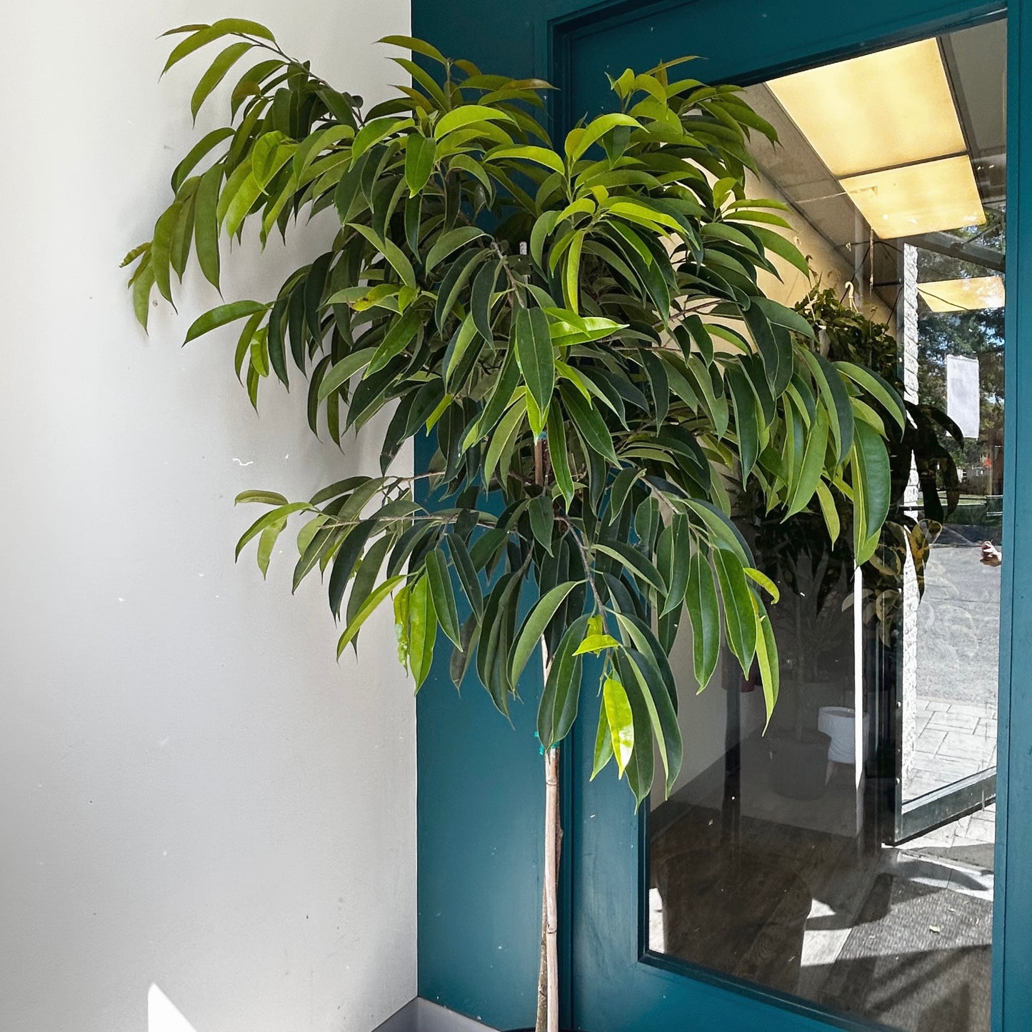 Ficus ‘Amstel King’ 6 ft+ tall 14” pot