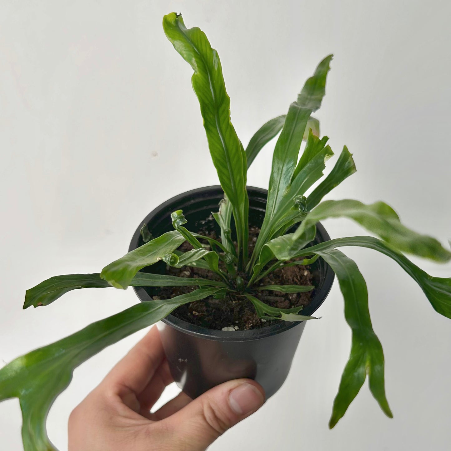 Birds Nest Fern (Asplenium) 3.5”pot