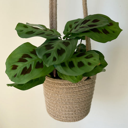 Hanging Jute Planter (5.5”x5”)