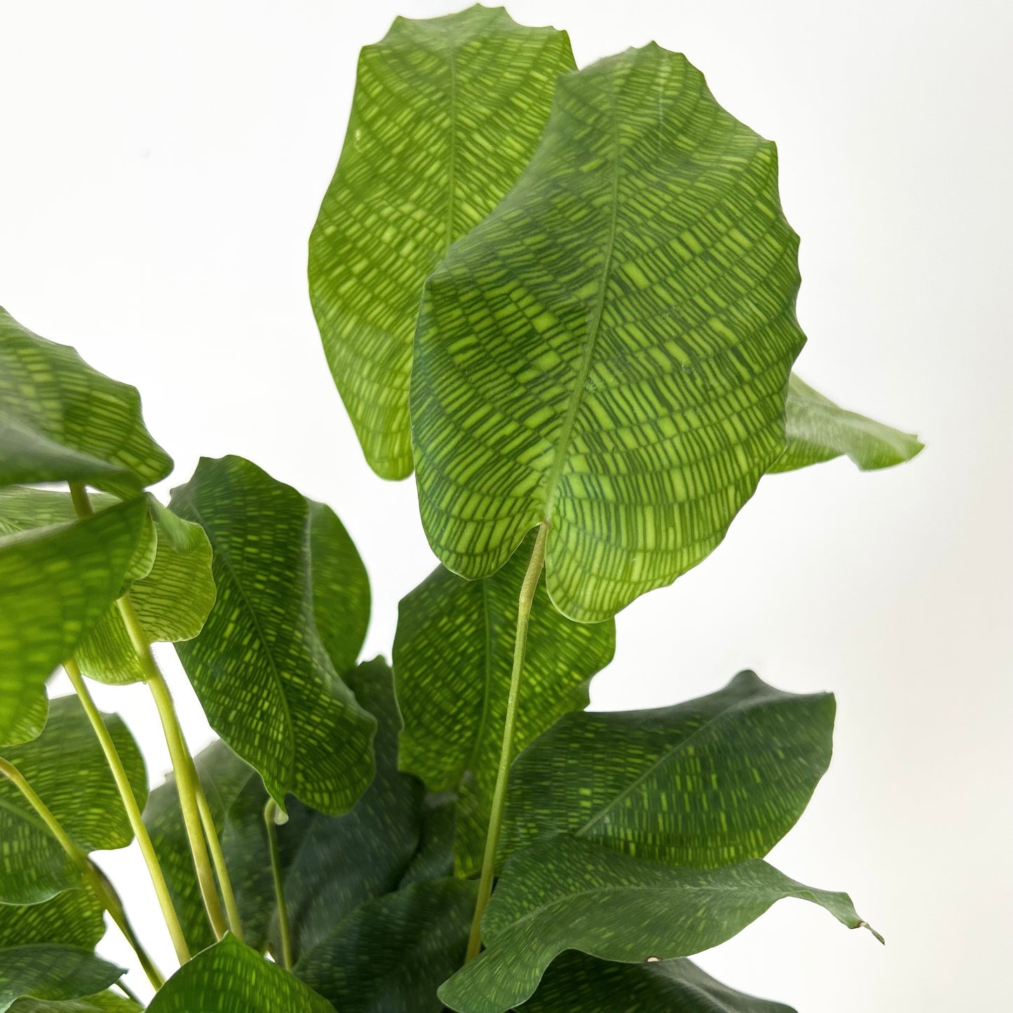 Calathea musaica ‘Network’ 4” pot