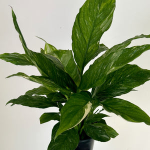 Peace Lily “Domino” (Variegated) 4”pot