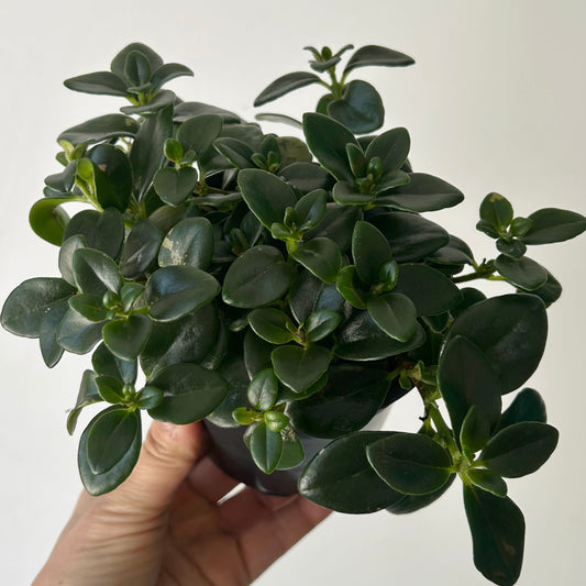Goldfish Plant (Nematanthus) 4” pot