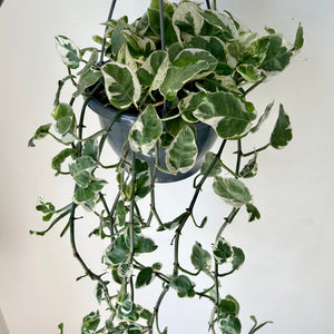 Pothos Pearl and Jade 8” Hanging Basket