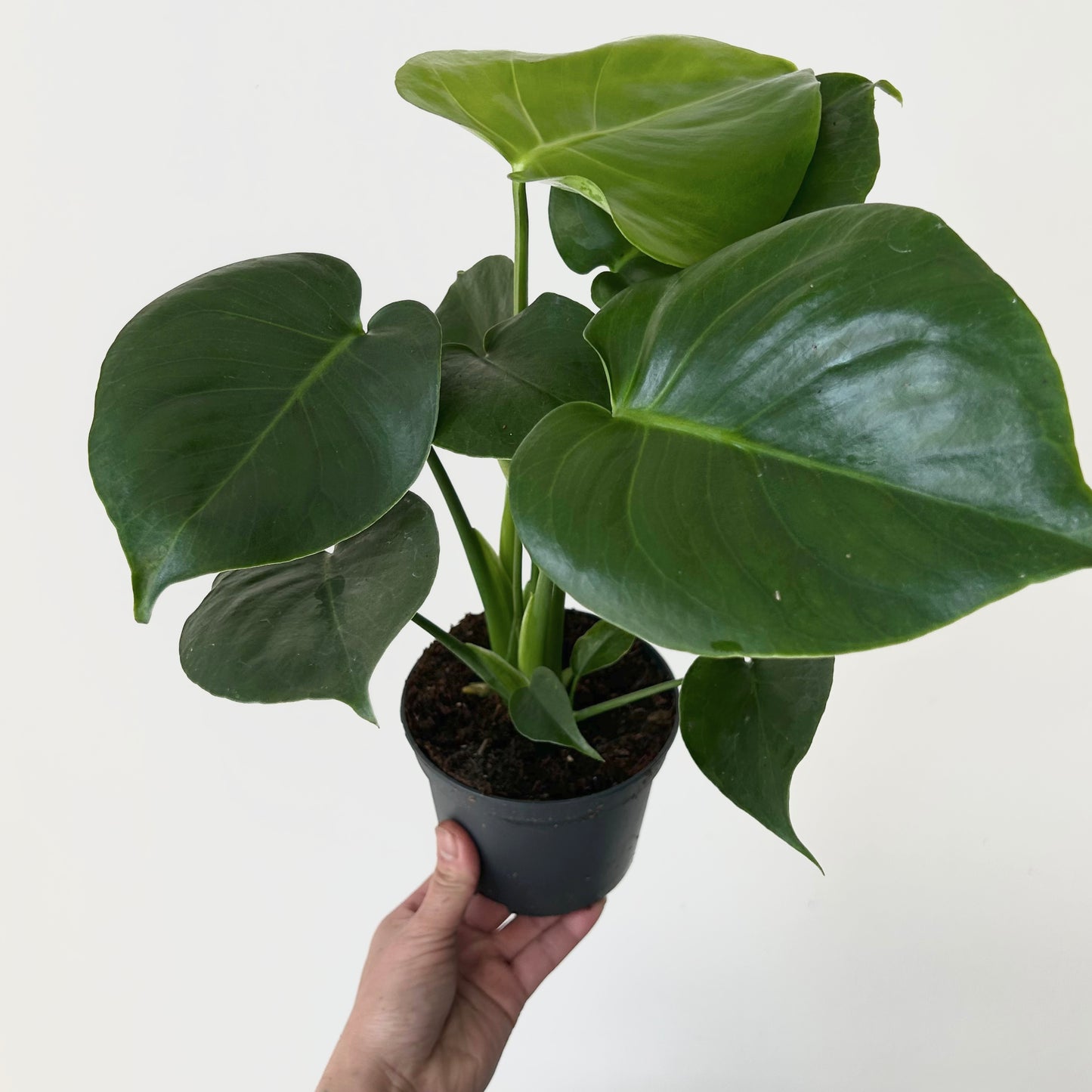 Monstera deliciosa in 5”pot