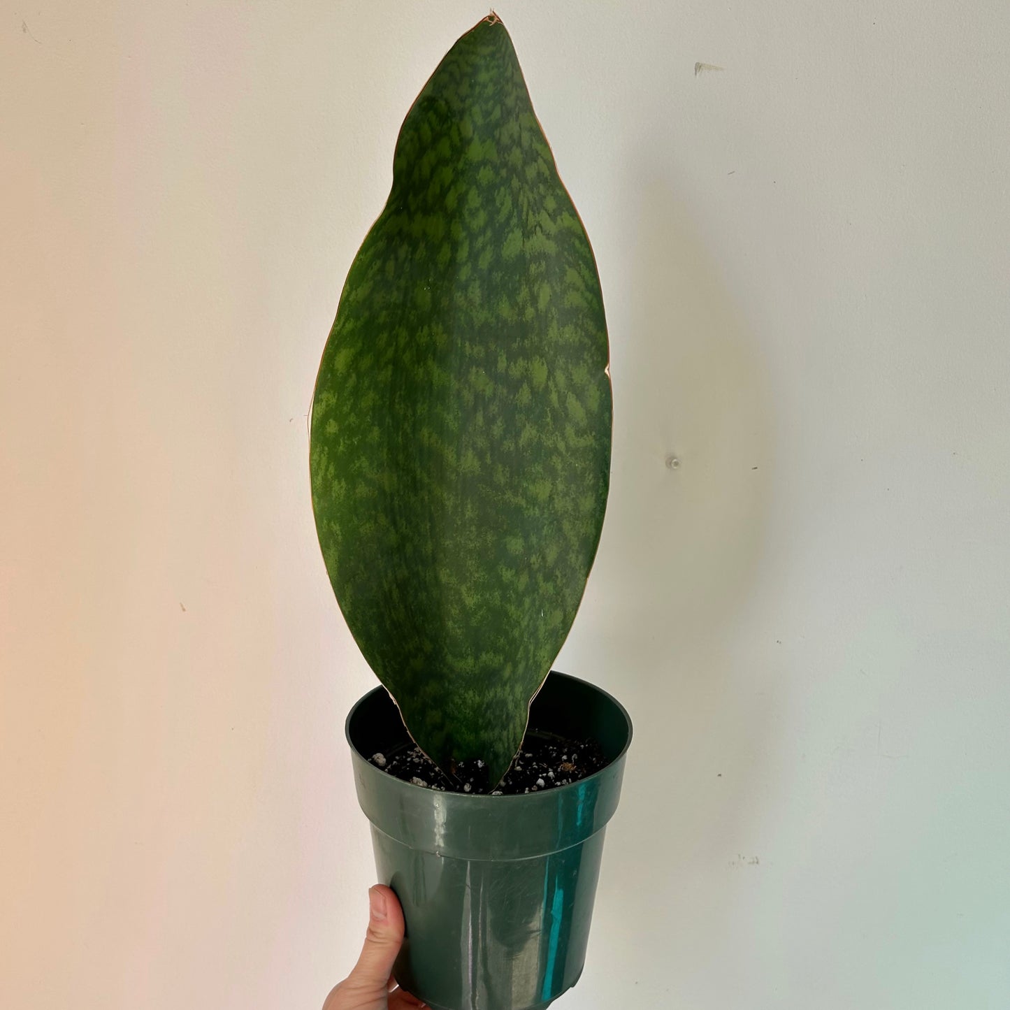 Sansevieria “Whale Fin” 6”pot