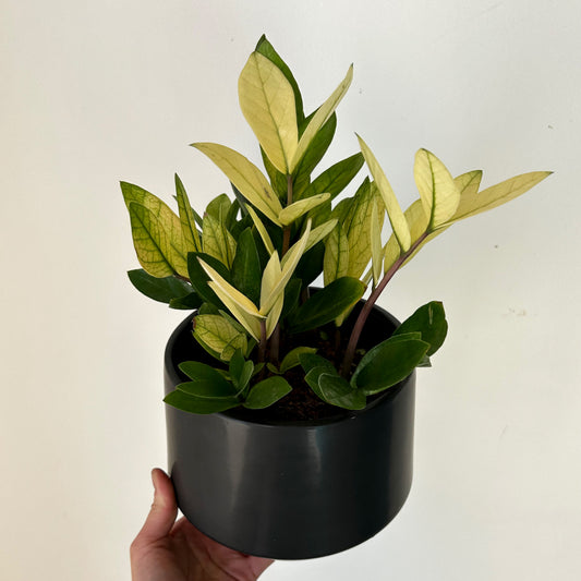 ZZ “Chameleon” 5.25”pot