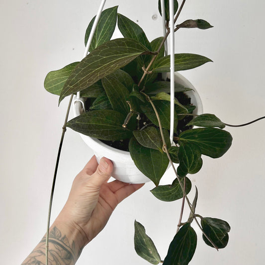 Hoya pottsii 6” hanging basket