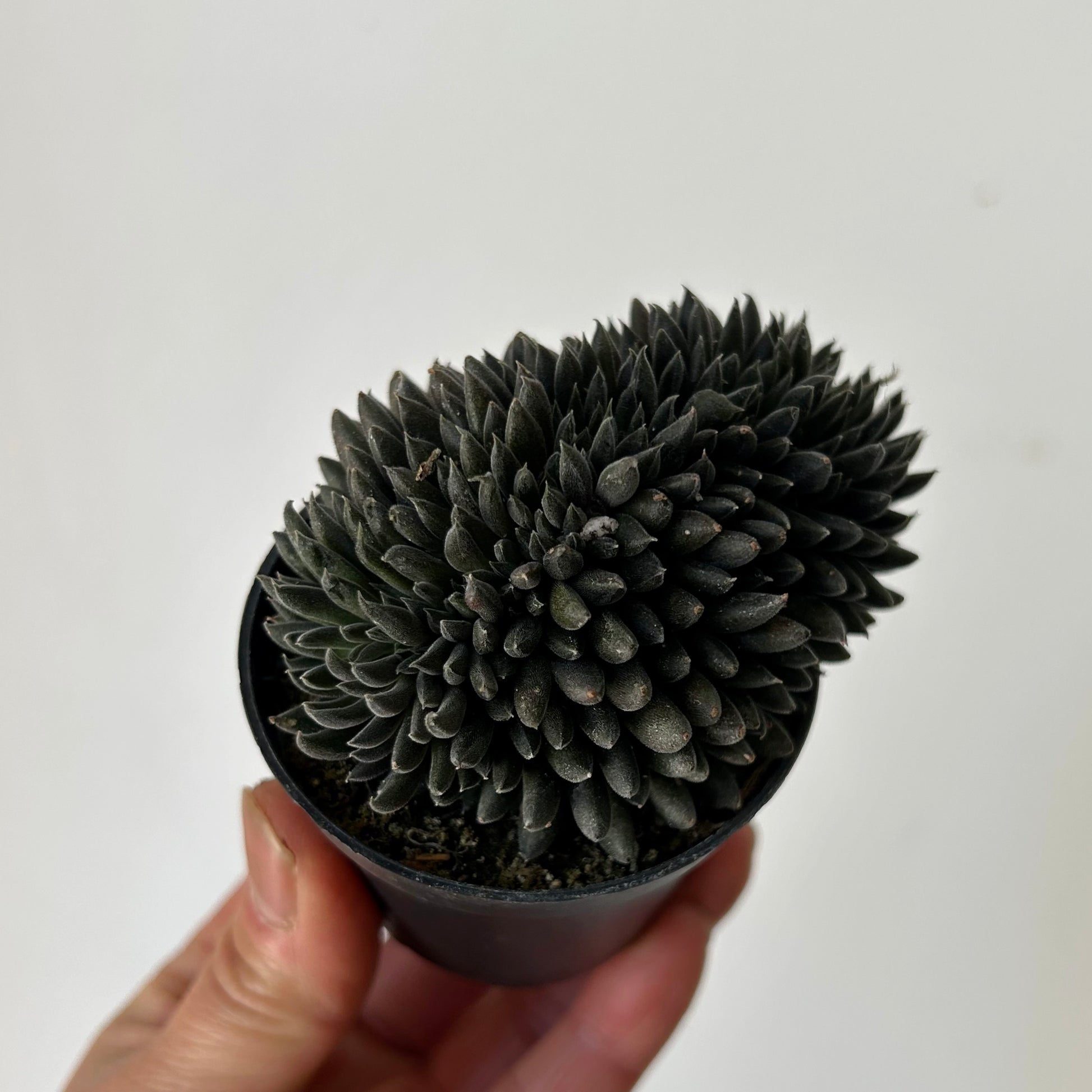 black chinese jade succulent Chinese Jade Cristata (Sinocrassula Yunnanensis) 2.75”pot – House of Plants
