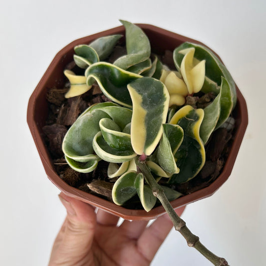 Variegated Rope Hoya (Carnosa compacta) 4.5” hanging basket
