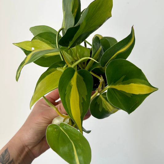 Philodendron “Brazil” 3.5” pot