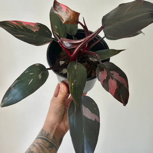 Philodendron “Pink Princess” 5” pot