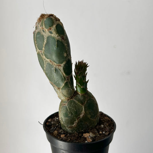 Opuntia reticulata "Cobra" 2.5”pot