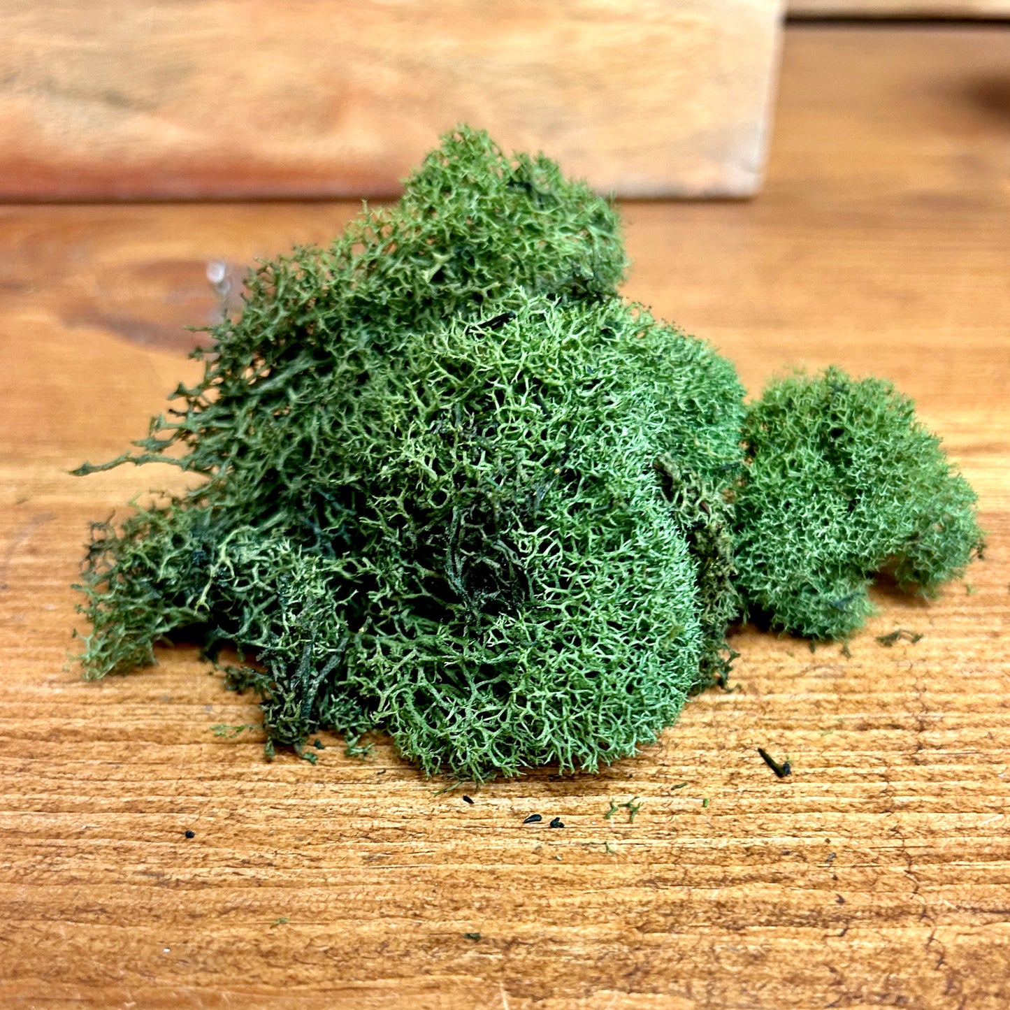 Preserved Reindeer Moss (forest green)