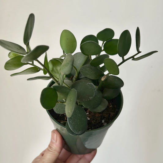 Silver Dollar Vine (Xerosicyos danguyi ) 4”pot